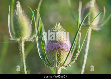 Fuller's Karde, Velbert, Nordrhein-Westfalen, Deutschland, Europa, (Dipsacus fullonum, Dipsacus sylvestris) Stockfoto