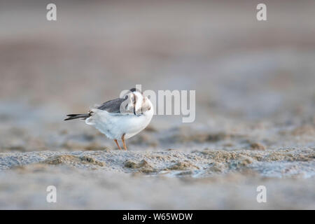 Gemeinsame Kibitze, Nationalpark Vorpommersche Boddenlandschaft, Fischland-Darß-Zingst, Mecklenburg-vorpommern (Charadrius hiaticula) Stockfoto