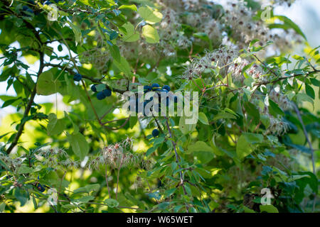Blackthorn und Clematis, Nordrhein-Westfalen, Deutschland, Europa, (Prunus spinosa), (Clematis spec.) Stockfoto