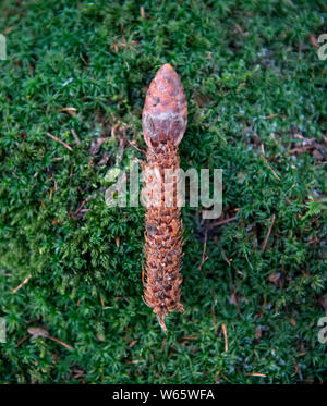 Kegel der Europäische Fichte, von Eichhörnchen eingezogen, Nordrhein-Westfalen, Deutschland, Europa, (Pinus sylvestris) Stockfoto