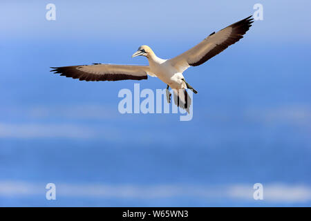 Kaptölpel, Lamberts Bay, Western Cape, Südafrika, Afrika, (Morus capensis) Stockfoto