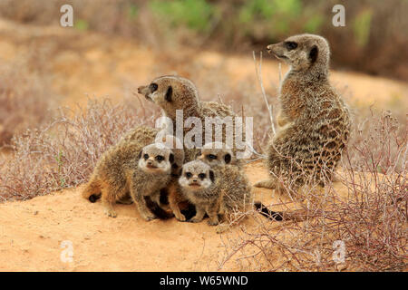 Erdmännchen, Erdmännchen, Erwachsener mit Youngs, Oudtshoorn, Western Cape, Südafrika, Afrika, (Suricata suricatta) Stockfoto