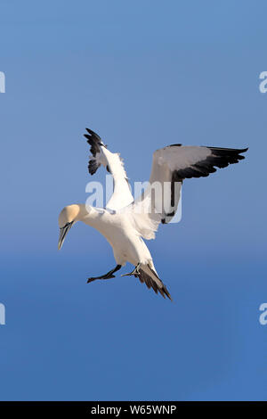 Kaptölpel, Lamberts Bay, Western Cape, Südafrika, Afrika, (Morus capensis) Stockfoto