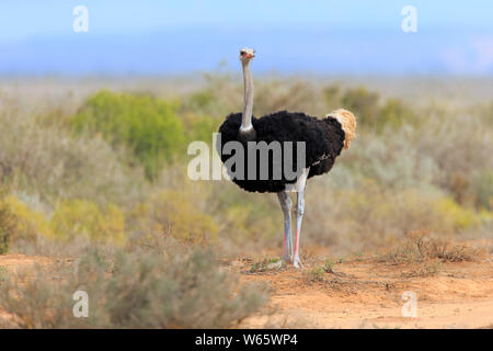 Südafrikanischer Strauß, erwachsenen männlichen, Oudtshoorn, Western Cape, Südafrika, Afrika, (Struthio camelus australis) Stockfoto