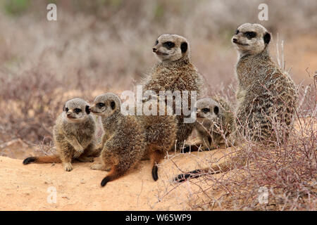 Erdmännchen, Erdmännchen, Erwachsener mit Youngs, Oudtshoorn, Western Cape, Südafrika, Afrika, (Suricata suricatta) Stockfoto