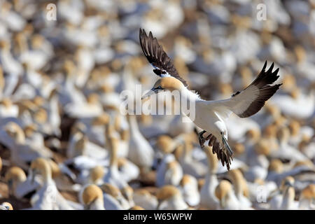 Kaptölpel, Lamberts Bay, Western Cape, Südafrika, Afrika, (Morus capensis) Stockfoto