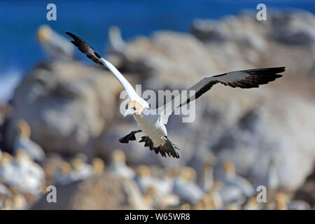 Kaptölpel, Lamberts Bay, Western Cape, Südafrika, Afrika, (Morus capensis) Stockfoto