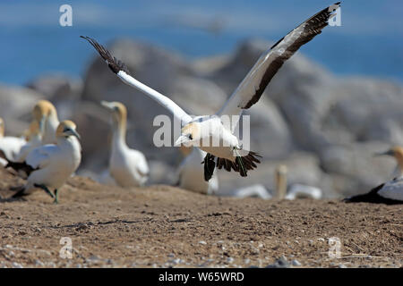 Kaptölpel, Lamberts Bay, Western Cape, Südafrika, Afrika, (Morus capensis) Stockfoto