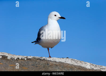 Hartlaub's Möwe, König Gull, Erwachsene, West Coast Nationalpark, Western Cape, Südafrika, Afrika, (Chroicocephalus Hartlaubii) Stockfoto