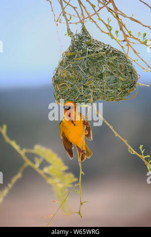 Cape Weaver, erwachsenen männlichen an neue gebaute Nest umwerben, Klein Karoo, Western Cape, Südafrika, Afrika, (Ploceus capensis) Stockfoto