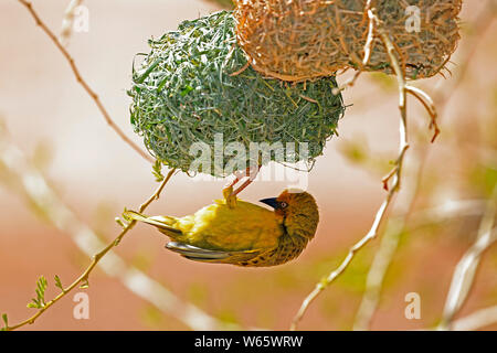 Cape Weaver, erwachsenen männlichen Gebäude Nest, Klein Karoo, Western Cape, Südafrika, Afrika, (Ploceus capensis) Stockfoto