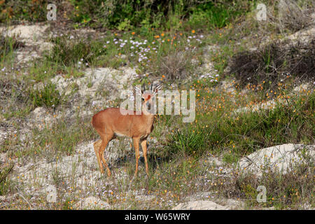 Steinböckchen, erwachsenen männlichen, West Coast Nationalpark, Western Cape, Südafrika, Afrika, (Raphicerus Campestris) Stockfoto