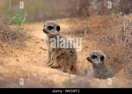 Erdmännchen, Erdmännchen, zwei Geschwister im den, Oudtshoorn, Western Cape, Südafrika, Afrika, (Suricata suricatta) Stockfoto