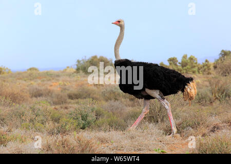 Südafrikanischer Strauß, erwachsenen männlichen, Oudtshoorn, Western Cape, Südafrika, Afrika, (Struthio camelus australis) Stockfoto