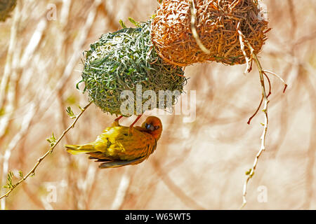 Cape Weaver, erwachsenen männlichen Gebäude Nest, Klein Karoo, Western Cape, Südafrika, Afrika, (Ploceus capensis) Stockfoto