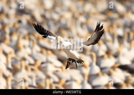 Kaptölpel, Lamberts Bay, Western Cape, Südafrika, Afrika, (Morus capensis) Stockfoto