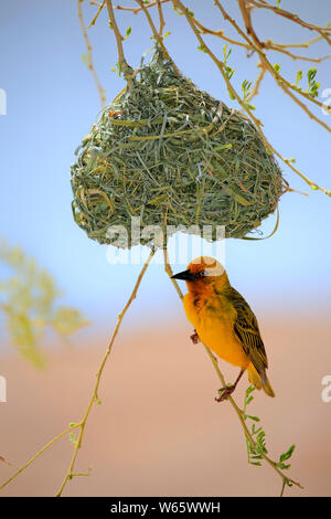 Cape Weaver, Männchen im Nest, Klein Karoo, Western Cape, Südafrika, Afrika, (Ploceus capensis) Stockfoto