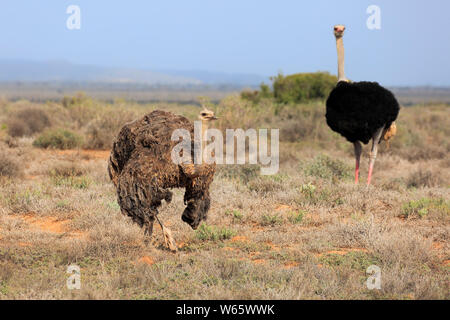 Südafrikanischer Strauß, nach paar Umwerbung, Oudtshoorn, Western Cape, Südafrika, Afrika, (Struthio camelus australis) Stockfoto