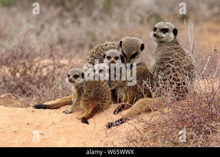 Erdmännchen, Erdmännchen, Erwachsener mit Youngs, Oudtshoorn, Western Cape, Südafrika, Afrika, (Suricata suricatta) Stockfoto