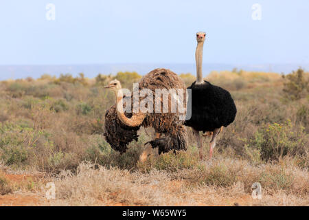 Südafrikanischer Strauß, nach paar Umwerbung, Oudtshoorn, Western Cape, Südafrika, Afrika, (Struthio camelus australis) Stockfoto