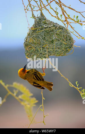 Cape Weaver, erwachsenen männlichen an neue gebaute Nest umwerben, Klein Karoo, Western Cape, Südafrika, Afrika, (Ploceus capensis) Stockfoto