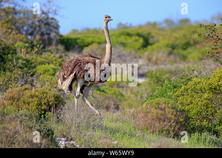 Südafrikanischer Strauß, erwachsene Frau, West Coast Nationalpark, Western Cape, Südafrika, Afrika, (Struthio camelus australis) Stockfoto