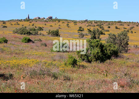 West Coast Nationalpark, Western Cape, Südafrika, Afrika, blühen im September Stockfoto