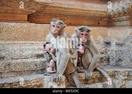 Motorhaube Makaken (Macaca radiata) an Malyavanta Raghunatha Tempel, Hampi, UNESCO-heritge Website, Karnataka, Indien Stockfoto