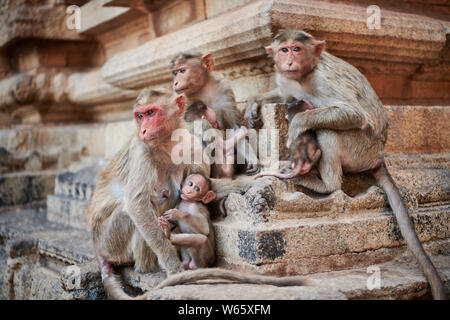 Motorhaube Makaken (Macaca radiata) an Malyavanta Raghunatha Tempel, Hampi, UNESCO-heritge Website, Karnataka, Indien Stockfoto