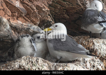 Schwarz-legged Dreizehenmöwe (Rissa tridactyla), Küken, Ekkeroy, Varanger Halbinsel, Finnmark, Norwegen Stockfoto