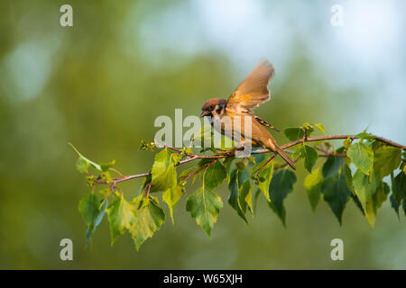 Eurasischen Feldsperling (Passer montanus), Birke (Betula pendula), Mecklenburg-Vorpommern, Deutschland Stockfoto