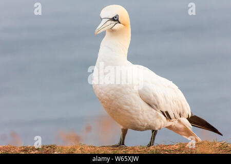 Northern Gannet, Helgoland, Schleswig-Holstein, Deutschland (Morus bassanus) Stockfoto