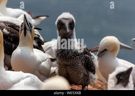 Northern Gannet, Helgoland, Schleswig-Holstein, Deutschland (Morus bassanus) Stockfoto