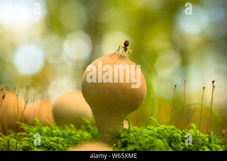 Pear-shaped puffball (Lycoperdon Pyriforme), Spinne, Moos, Mecklenburg-Vorpommern, Deutschland Stockfoto