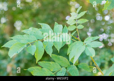 Gemeinsame Esche, Nordrhein-Westfalen, Deutschland, Europa, (Fraxinus excelsior) Stockfoto