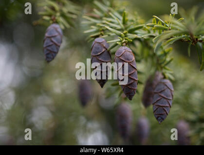 Kegel, Serbische Fichte, Schwaebisch Hall, Hohenlohe, Baden-Württemberg, Heilbronn-franken, Deutschland, (Picea omorika) Stockfoto