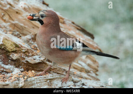 Eurasischen Eichelhäher (Garrulus glandarius) Stockfoto