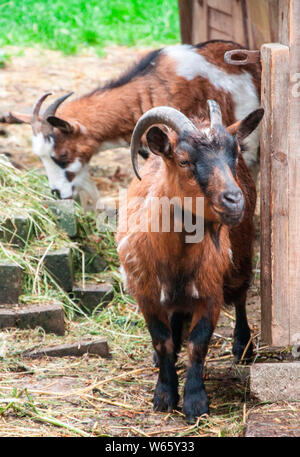 Inländische Ziege, Deutschland, Europa, (Capra aegagrus hircus) Stockfoto