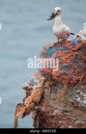 Tot northern Gannet in verworfen, Fischernetze, Helgoland, Schleswig-Holstein, Deutschland, Europa, (Morus bassanus) Stockfoto