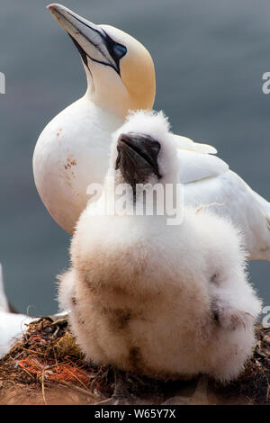 Basstölpel, Helgoland, Schleswig-Holstein, Deutschland (Morus bassanus) Stockfoto