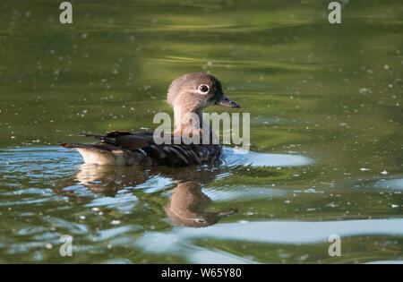 Mandarinente, weiblich, Baldeneysee, Essen, Nordrhein-Westfalen, Europa, (Aix galericulata) Stockfoto