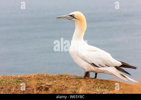 Northern Gannet, Helgoland, Schleswig-Holstein, Deutschland (Morus bassanus) Stockfoto