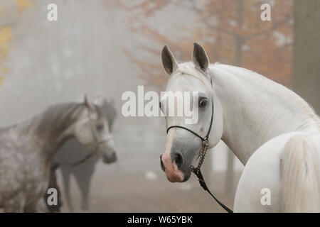 Araberhengst in weißer Nebel mit show Halfter, Herbst Stockfoto