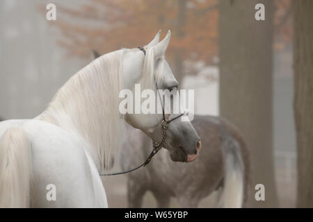 Araberhengst in weißer Nebel, mit show Halfter, Herbst Stockfoto