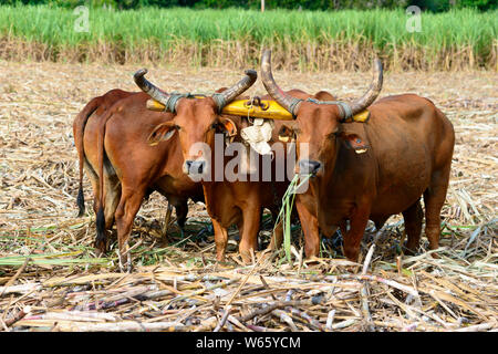 Ox, Zuckerrohr, Zuckerrohr Ernte, in der Nähe von San Rafael de Yuma, Dominikanische Republik, Karibik, Nordamerika, (Saccharum officinarum) Stockfoto