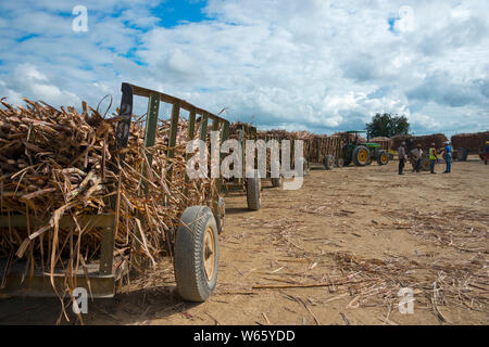 Traktor, Zuckerrohr, Zuckerrohr Ernte, in der Nähe von San Rafael de Yuma, Dominikanische Republik, Karibik, Nordamerika, (Saccharum officinarum) Stockfoto