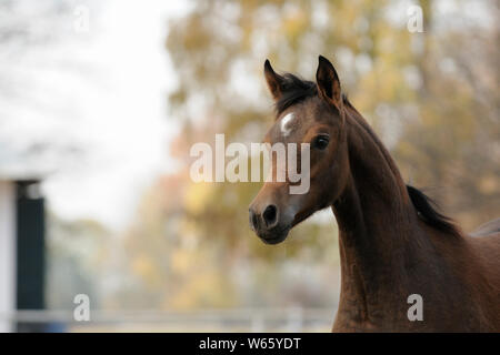 Arabische Pferd, Fohlen, Braun Stockfoto