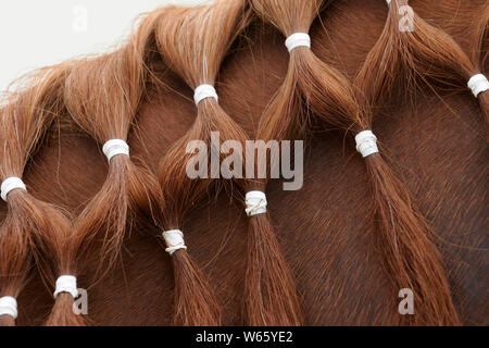 Arabian Horse, geflochtenen Mähne, Kastanie Stockfoto