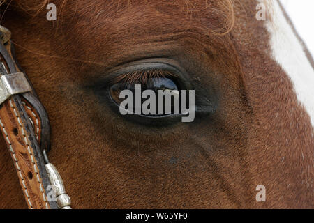 Arabische Pferd, Stute, Auge, Braun Stockfoto