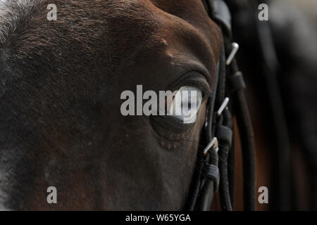 Braun arabische Pferd mit blauen Augen Stockfoto
